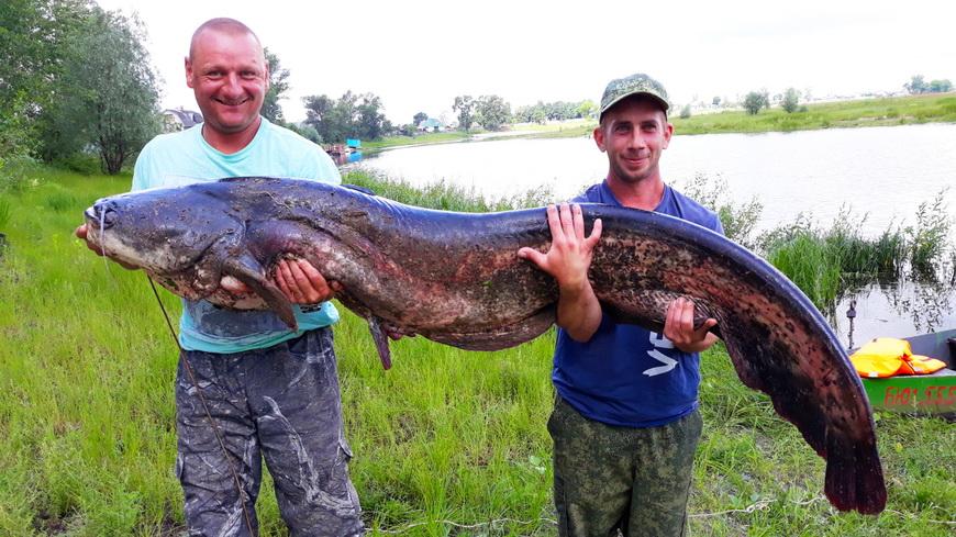 Сома-рекордсмена поймали рыбаки на Припяти