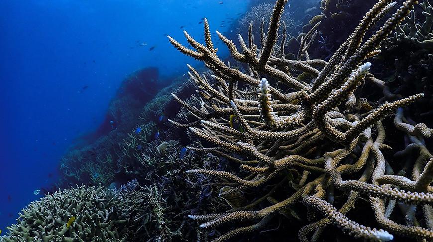 Большой Барьерный риф за 25 лет потерял 50% кораллов