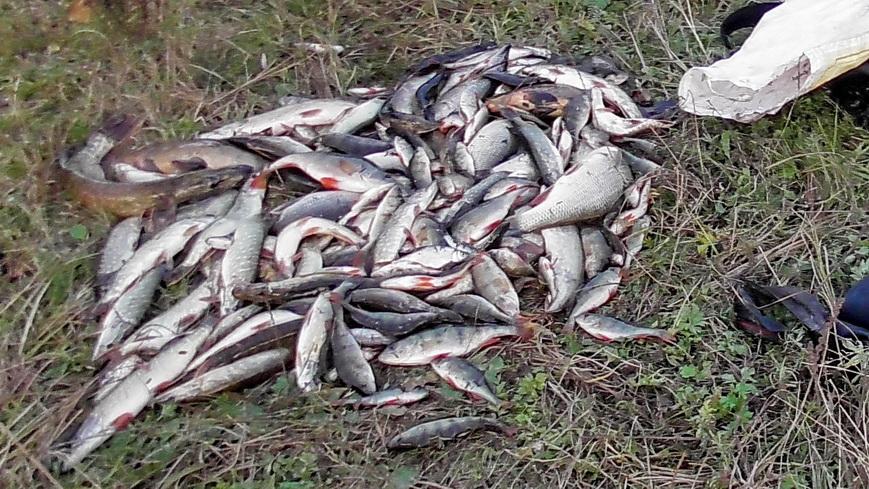 Браконьеры наловили рыбы почти на Br11 тыс