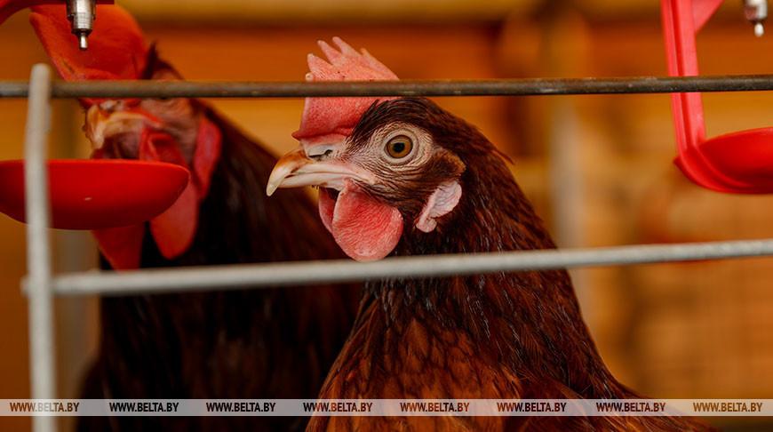 Беларусь ограничивает ввоз птицы из трех регионов Великобритании из-за птичьего гриппа