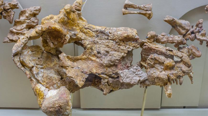 В Аргентине нашли кости крупного динозавра
