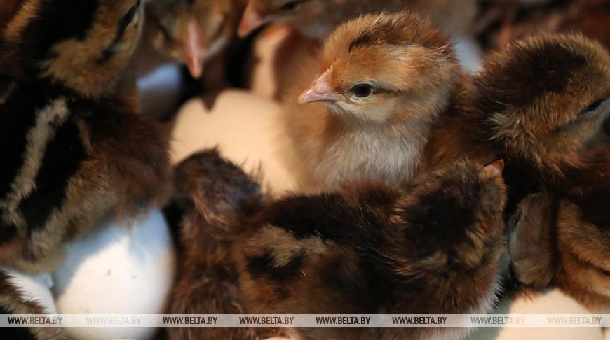 Беларусь ограничивает ввоз птицы из регионов Венгрии, Германии, Польши и Великобритании из-за птичьего гриппа