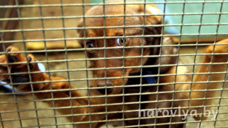 Лишение свободы до 3 лет: в Беларуси пересмотрят наказание за жестокое обращение с животными