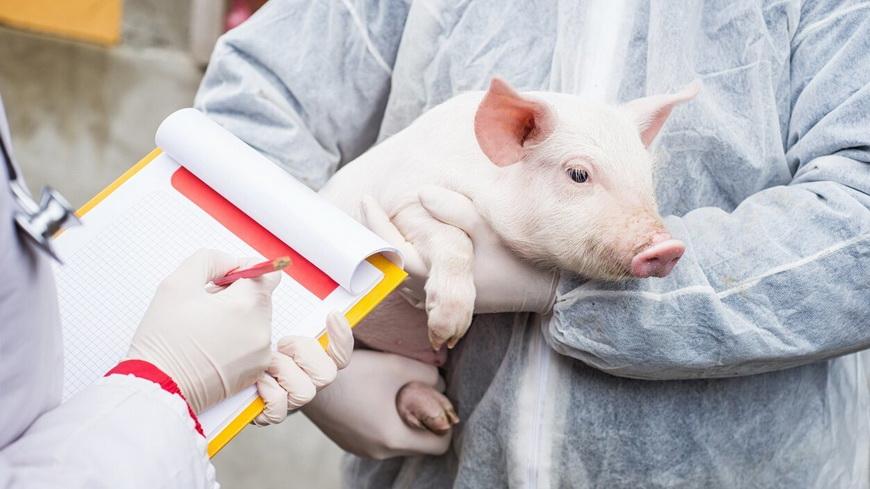 Вакцинация свиней продлится до 31 марта