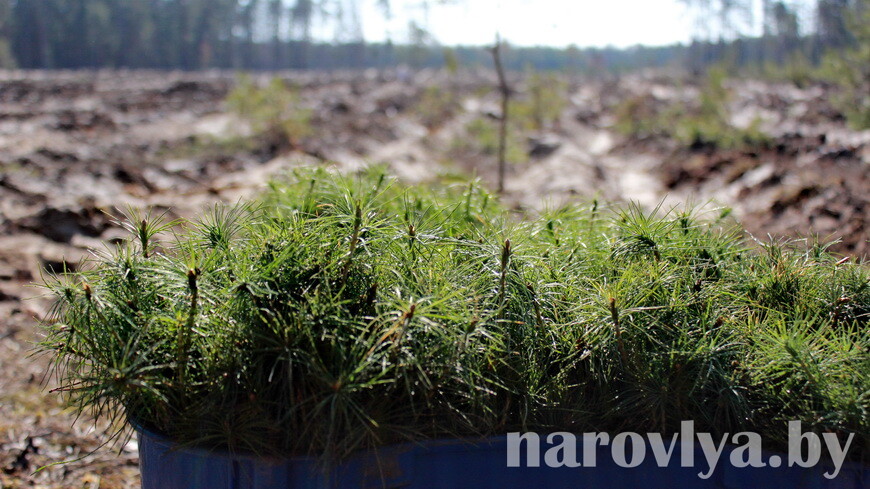 Более 5 тыс. га молодого леса планируют создать в Гомельской области этой весной