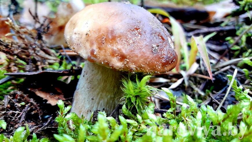 В грибах Наровлянского района выявлены превышение нормы радиации