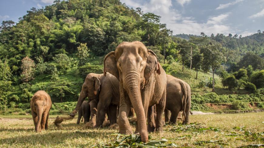 Ученые выяснили, почему африканские слоны стали рождаться без бивней