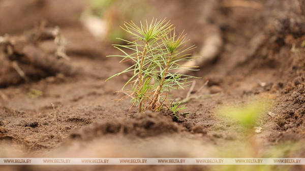 Акция «Неделя леса» пройдет в Беларуси с 9 по 16 апреля