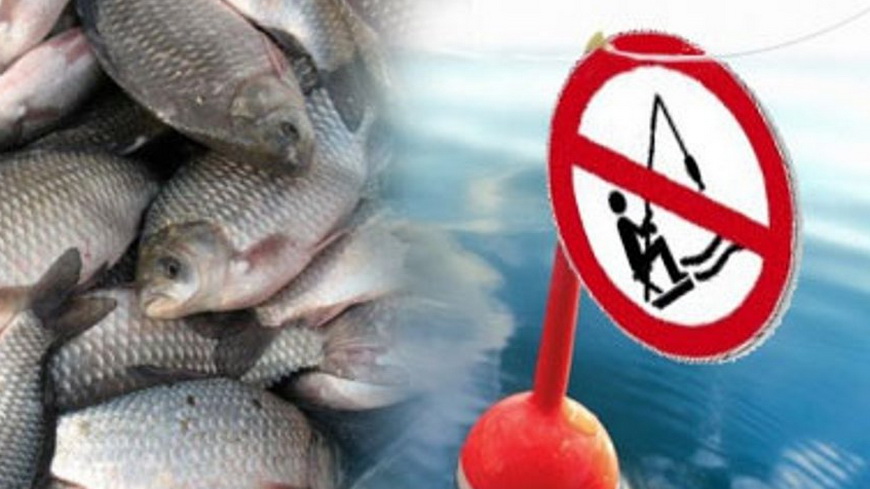 С 20 марта по 18 мая установлен запрет на вылов всех видов рыбы