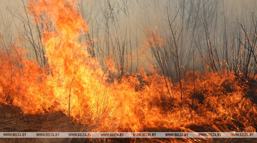 В Беларуси за сутки ликвидировали 168 пожаров травы и кустарников