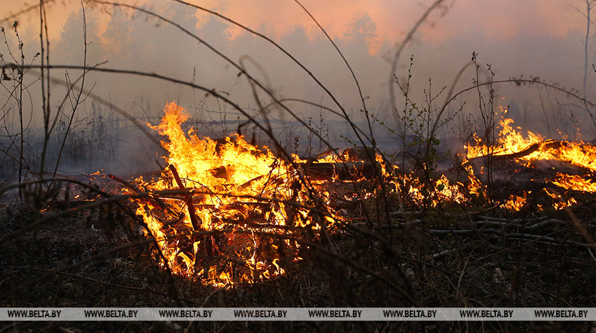 Белорусские лесники предотвратили крупный трансграничный пожар с территории Украины