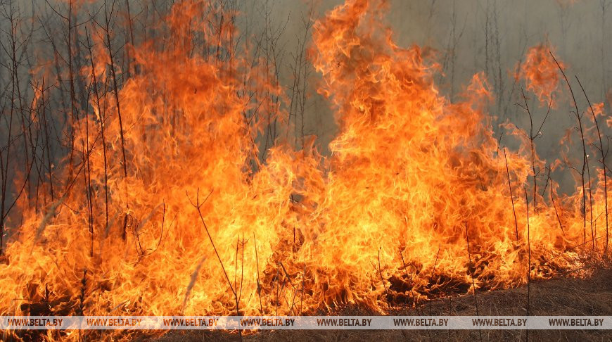 В Беларуси за сутки ликвидировали 137 пожаров травы и кустарника
