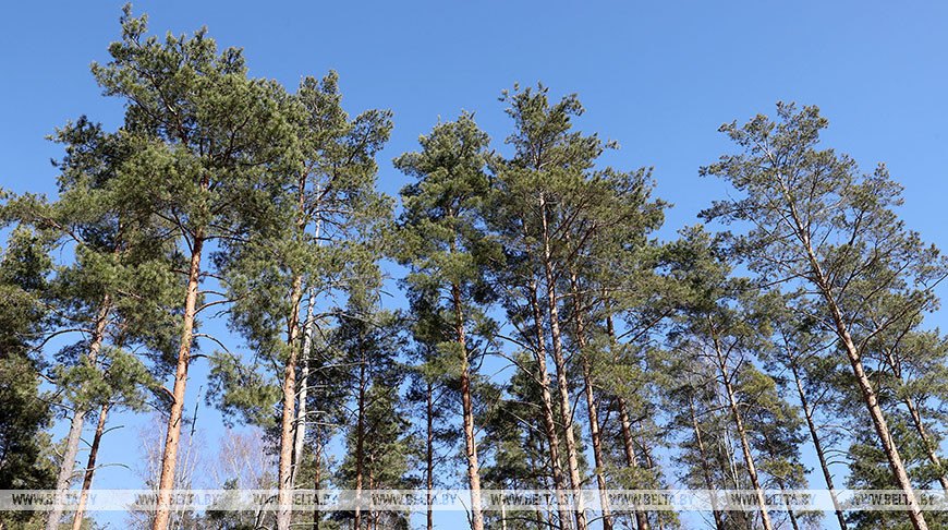 Запреты и ограничения на посещение лесов действуют в 15 районах Беларуси