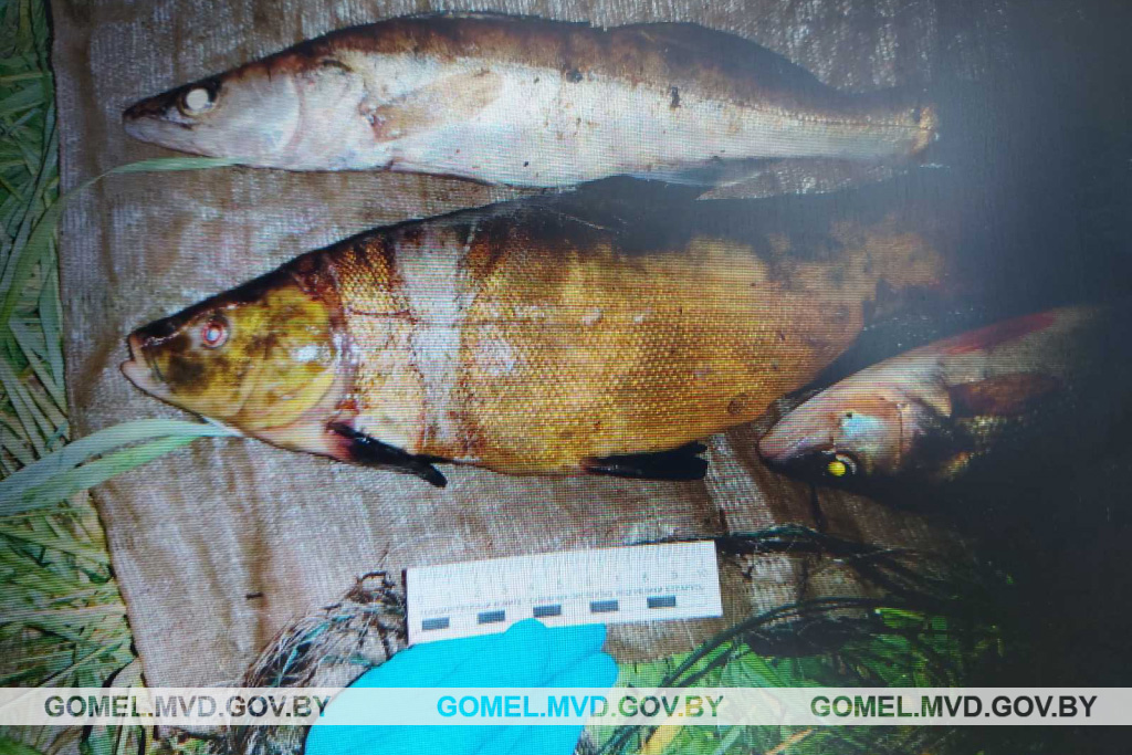 В Мозырском районе задержали двух браконьеров-рыбаков — ущерб оценен в 5000 рублей