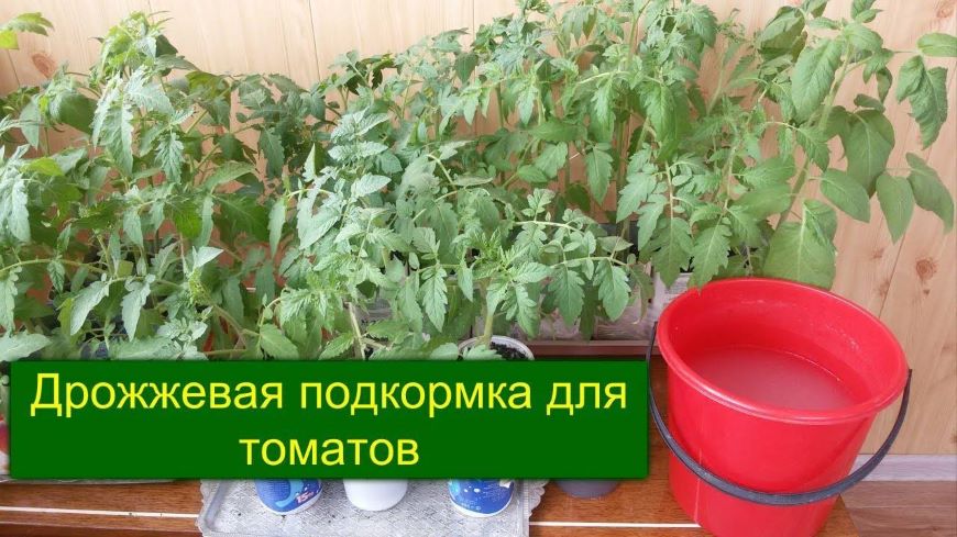Подкормка томатов для быстрого роста