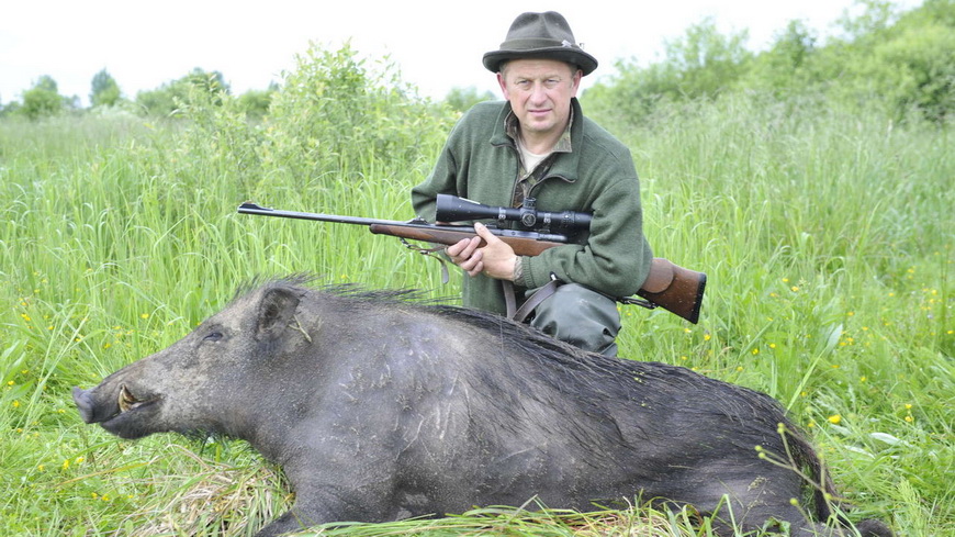 Охотникам в Беларуси разрешат использовать в личных целях добытого дикого кабана