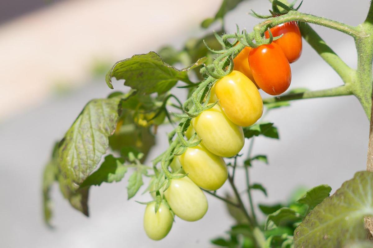 Как ускорить созревание томатов: эффективный способ от садовода