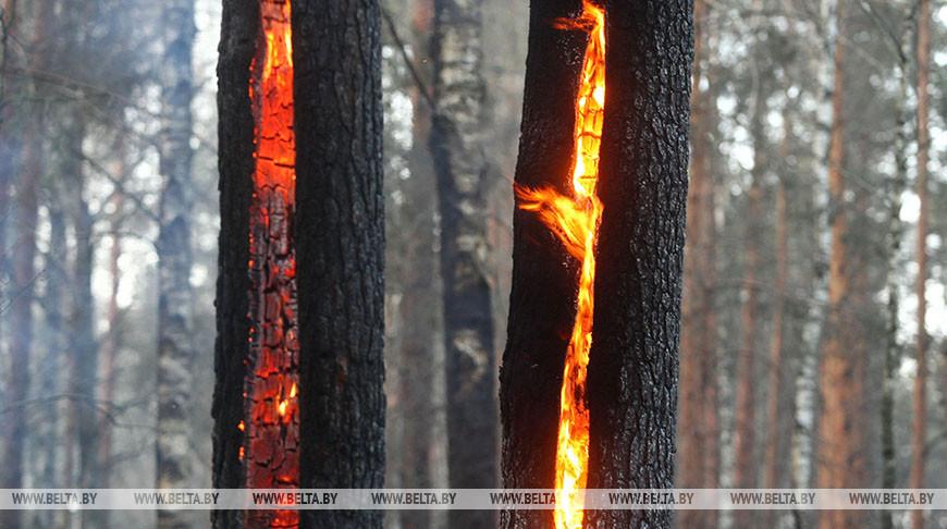 Два лесных и четыре пожара травы и кустарников потушены за сутки в Беларуси
