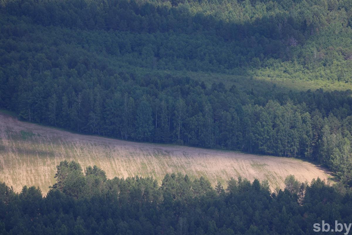 МЧС: запрет на посещение лесов действует в 70 районах Беларуси