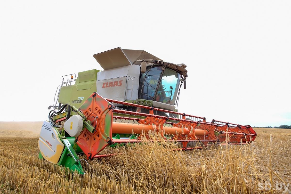 В Беларуси убрано более 70 процентов зерновых