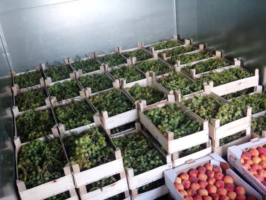 Незаконный ввоз фруктов и ягод предотвращен сотрудниками Гомельской таможни