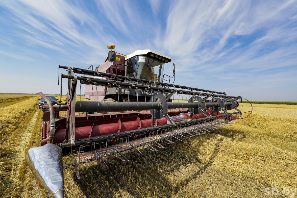 В Беларуси убрано 85 процентов зерновых