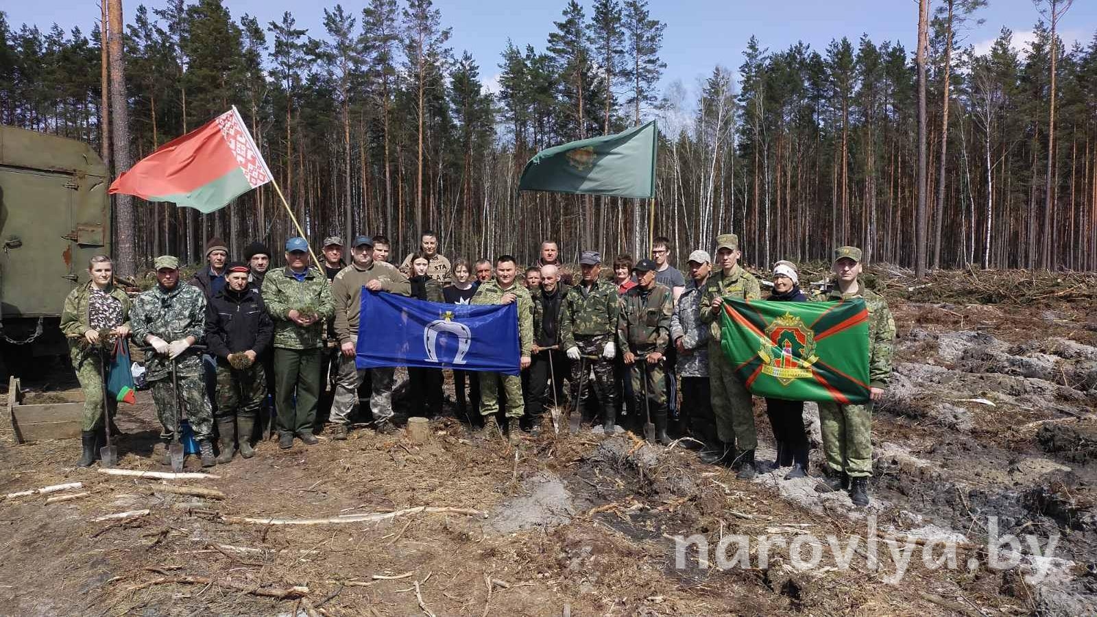 Восстановление лесного фонда продолжается в Кировском сельсовете