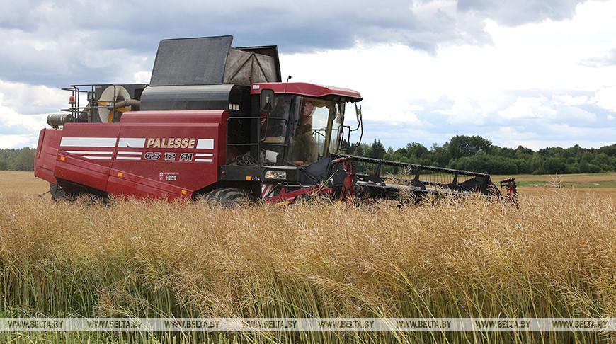 Аграрии Беларуси намолотили более 406 тыс. тонн озимого рапса