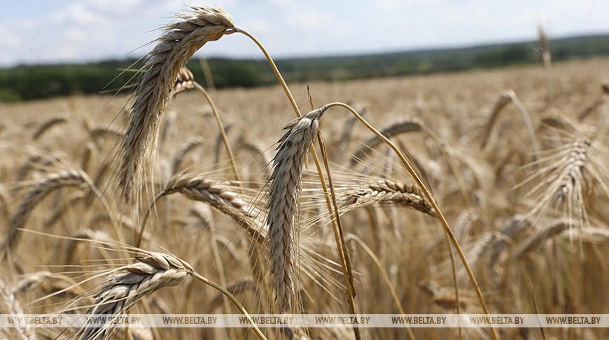 В Беларуси намолотили более 4,5 млн тонн зерна с учетом рапса