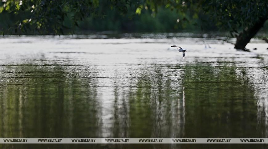 Белгидромет: почти на всех реках Беларуси в последние дни вырос уровень воды