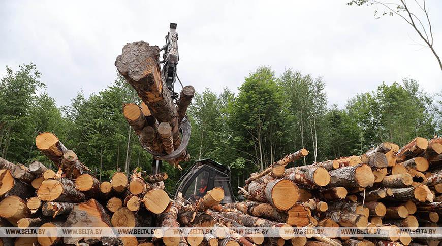 Лесхозы Беларуси заготовили более 60 тыс. куб.м древесины на ветровально-буреломных участках