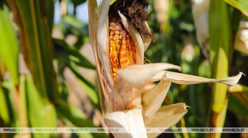 Пять районов Гомельской области начали уборку кукурузы на зерно
