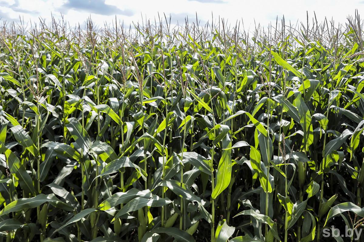 В Гомельской области начали плющение зерна кукурузы