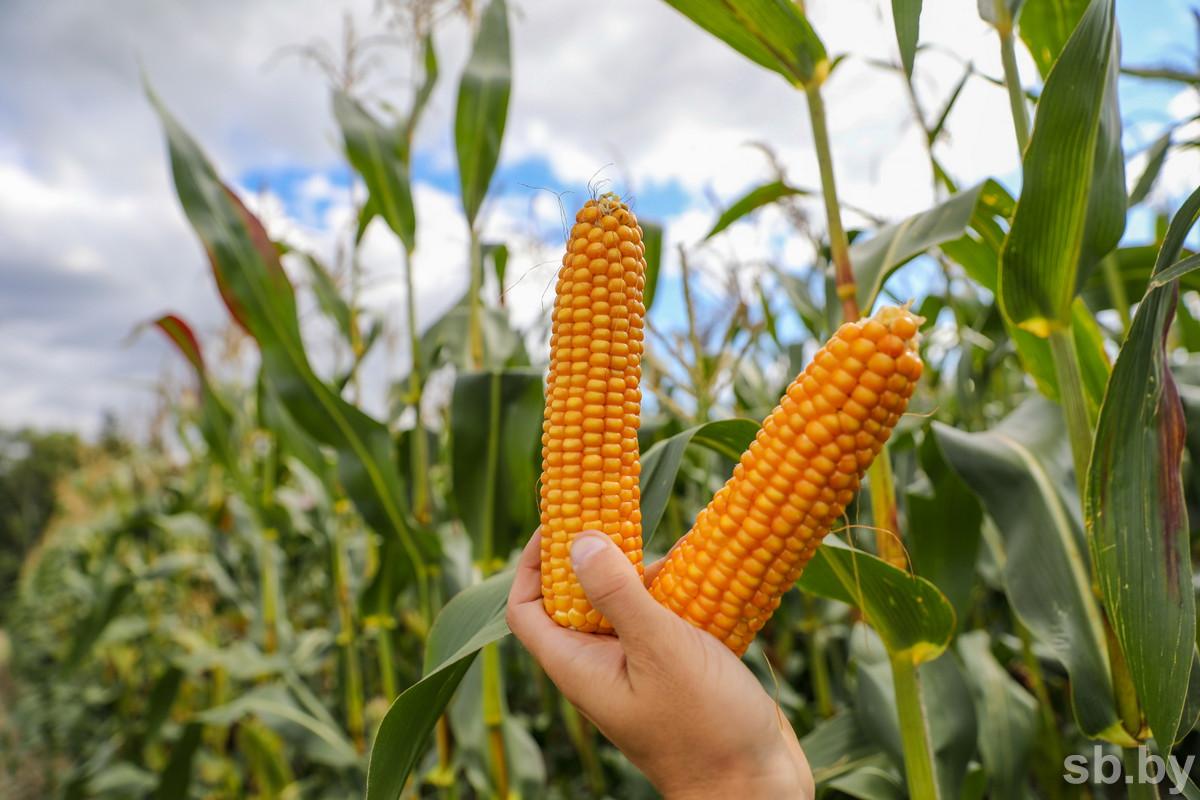 Свыше 1,2 миллиона банок консервированной кукурузы — на внутренний рынок и на экспорт