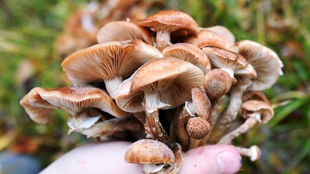 На Гомельщине обнаружен высокий уровень радиации в грибах, в том числе и в Наровлянском районе