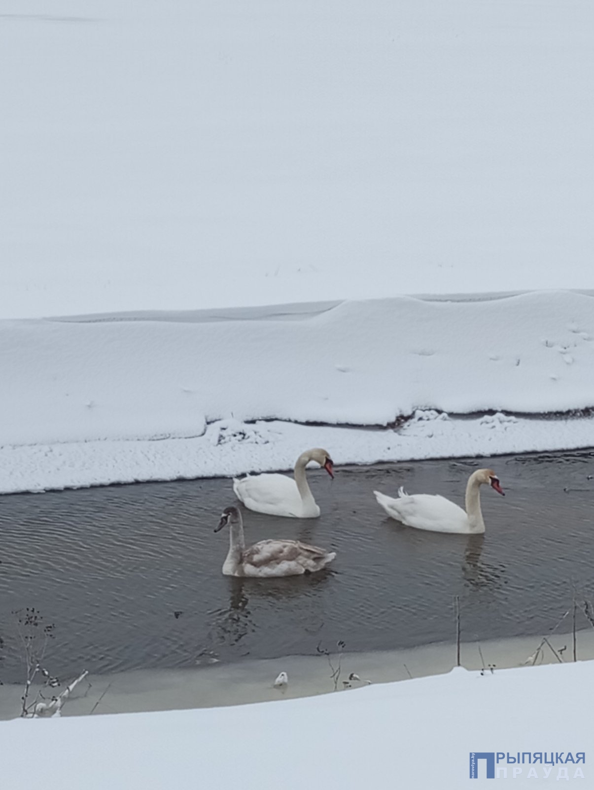 Лебеди в Смолегове. Фотофакт