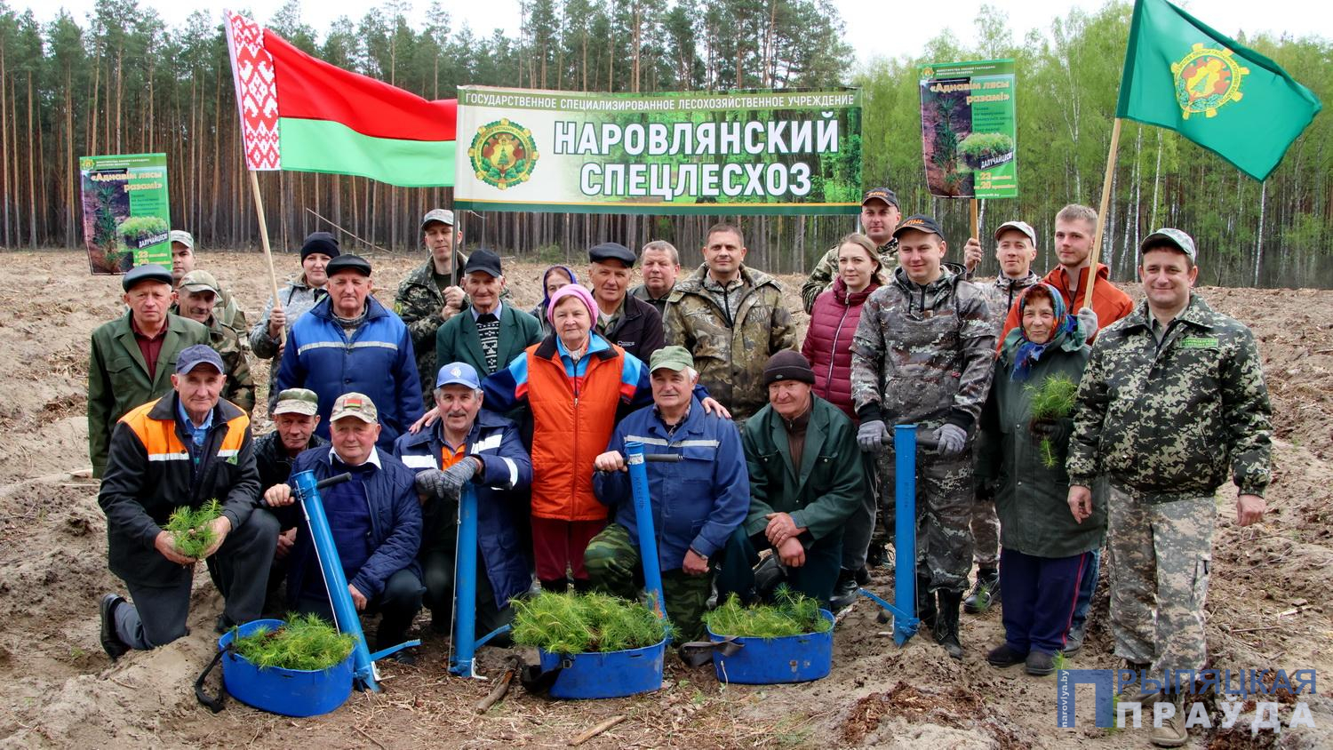 Ветераны труда лесной отрасли Наровлянщина присоединилась к традиционной добровольной республиканской акции «Аднавім лясы разам!»