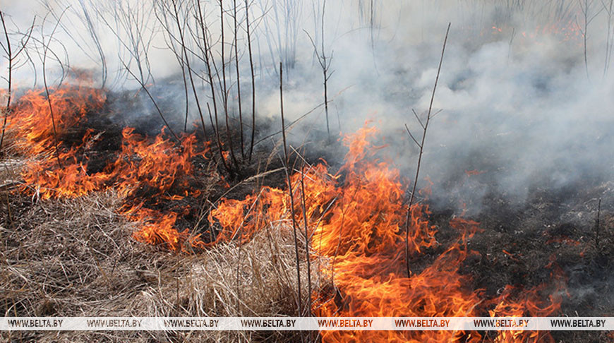 Какой штраф предусмотрен за выжигание сухой растительности, рассказали в Минприроды