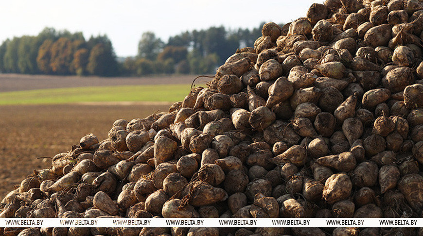 Свыше 5 млн тонн сахарной свеклы накопано в Беларуси