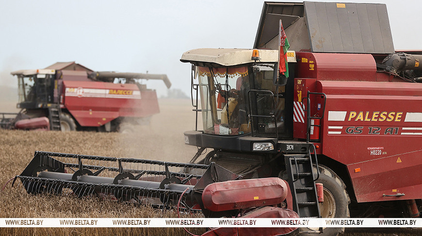 В Беларуси собрали почти 10,8 млн тонн зерна с учетом рапса и кукурузы