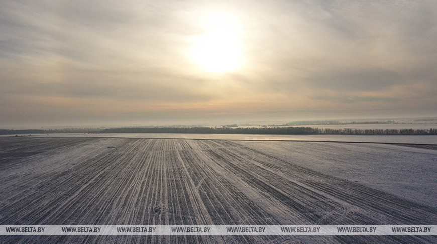 Белгидромет: озимые проходят закалку с понижением температуры