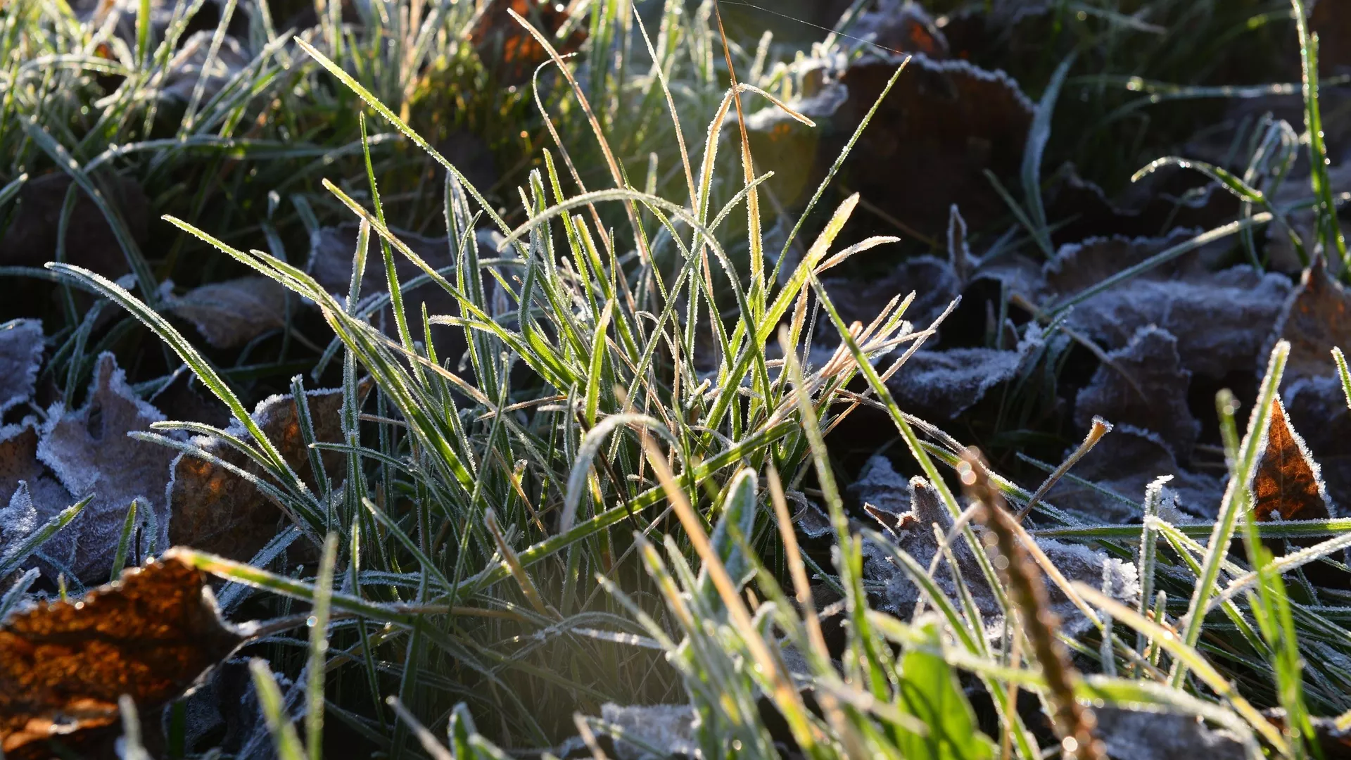 Гэты дзень у календары