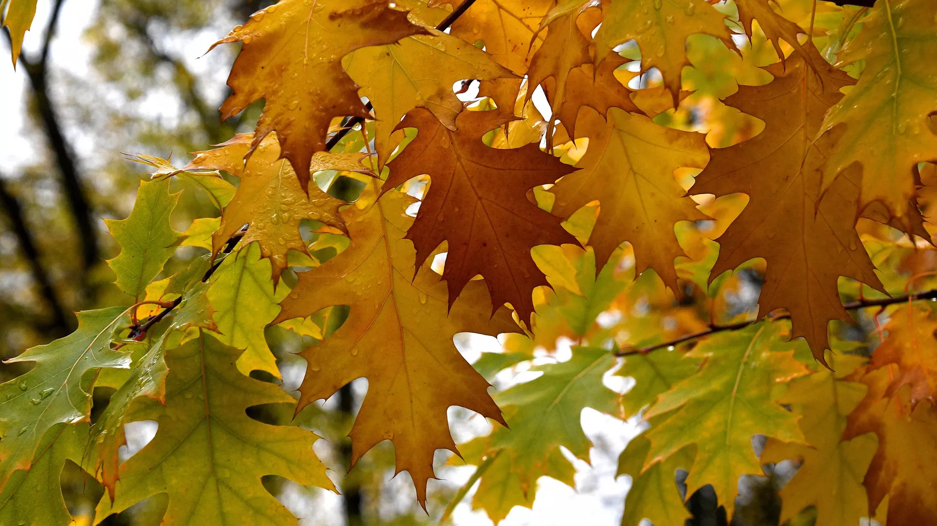 Гэты дзень у календары