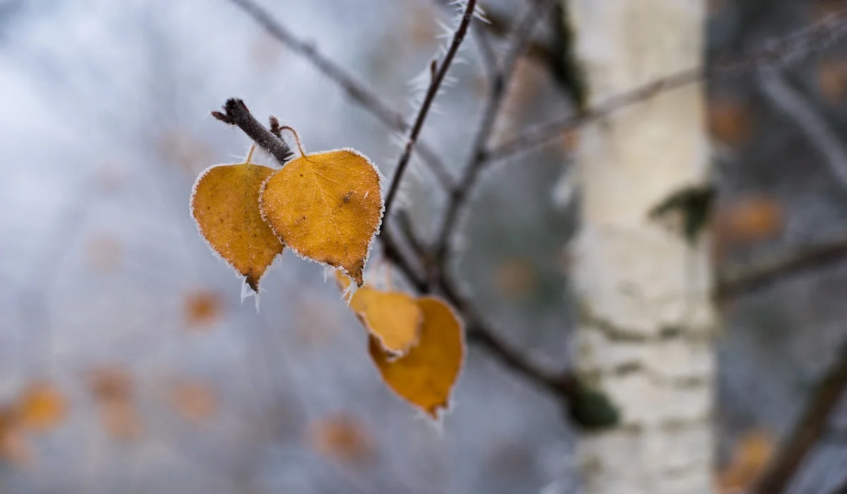 Гэты дзень у календары