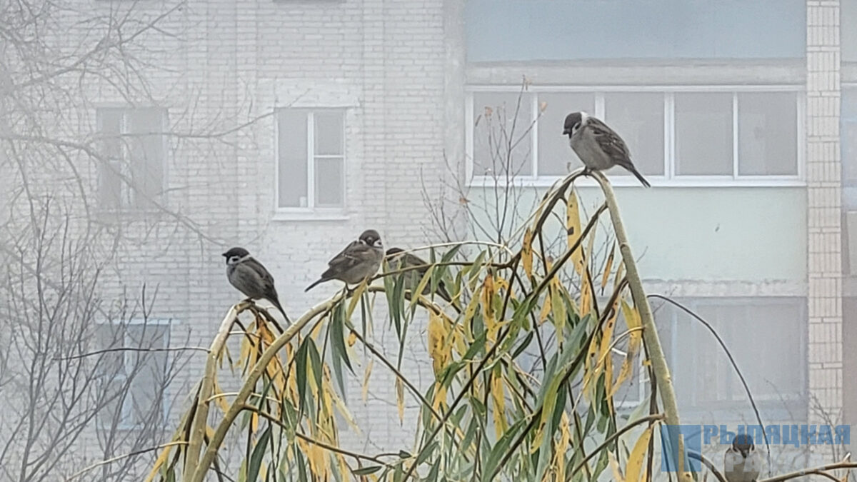 Сквозь стекло