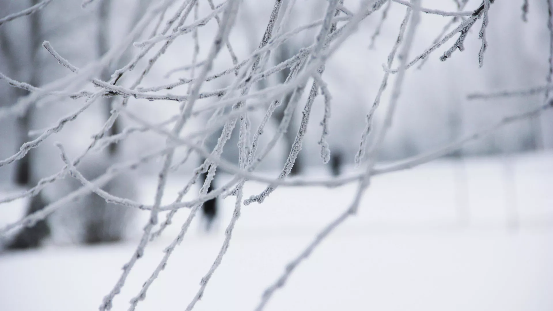 Гэты дзень у календары