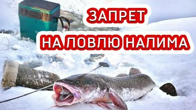 Запрет на лов налима в Беларуси вступает в силу с 25 декабря