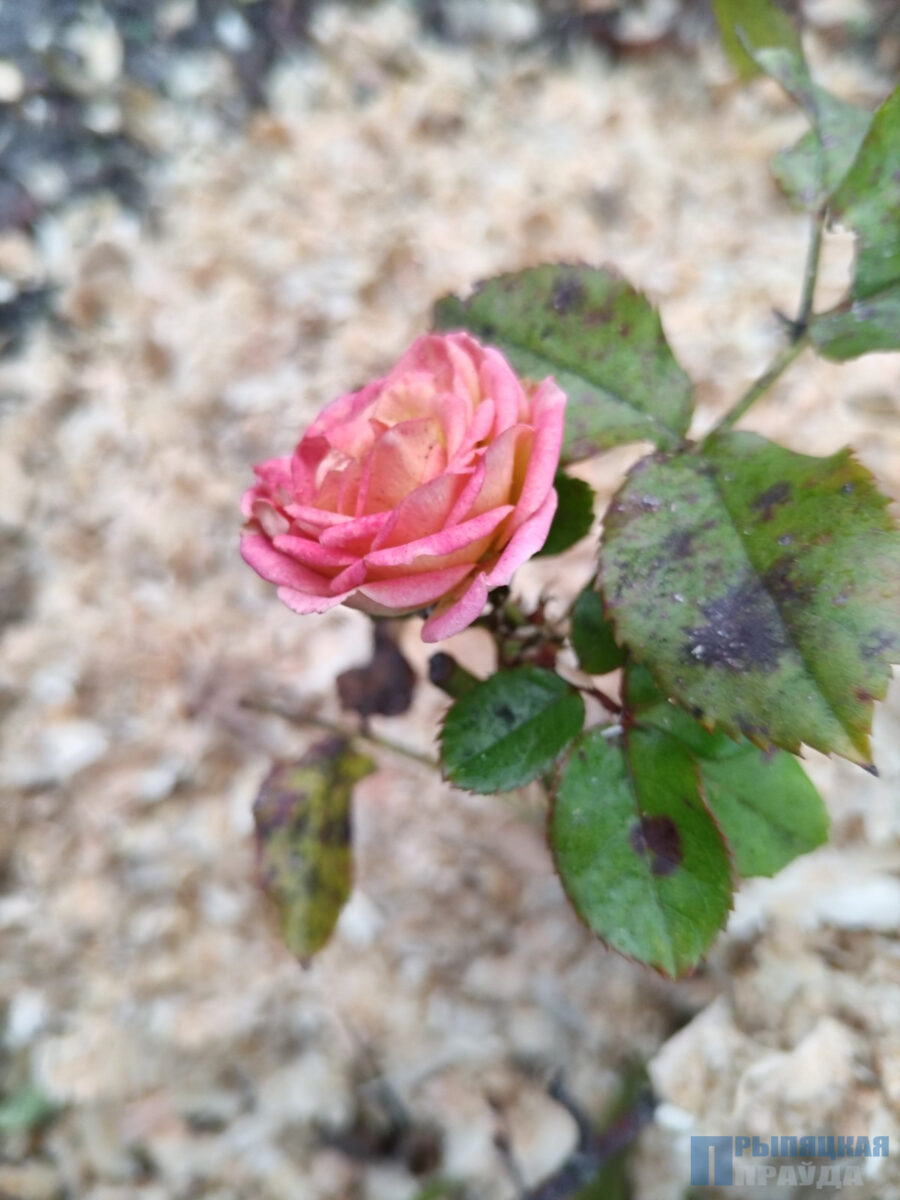 Пришла зима, а в Наровле зацвели розы