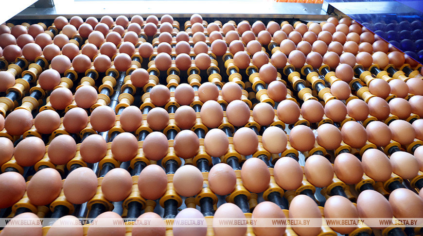 Требования к реализации товаров животного происхождения на рынках утвердили в Беларуси