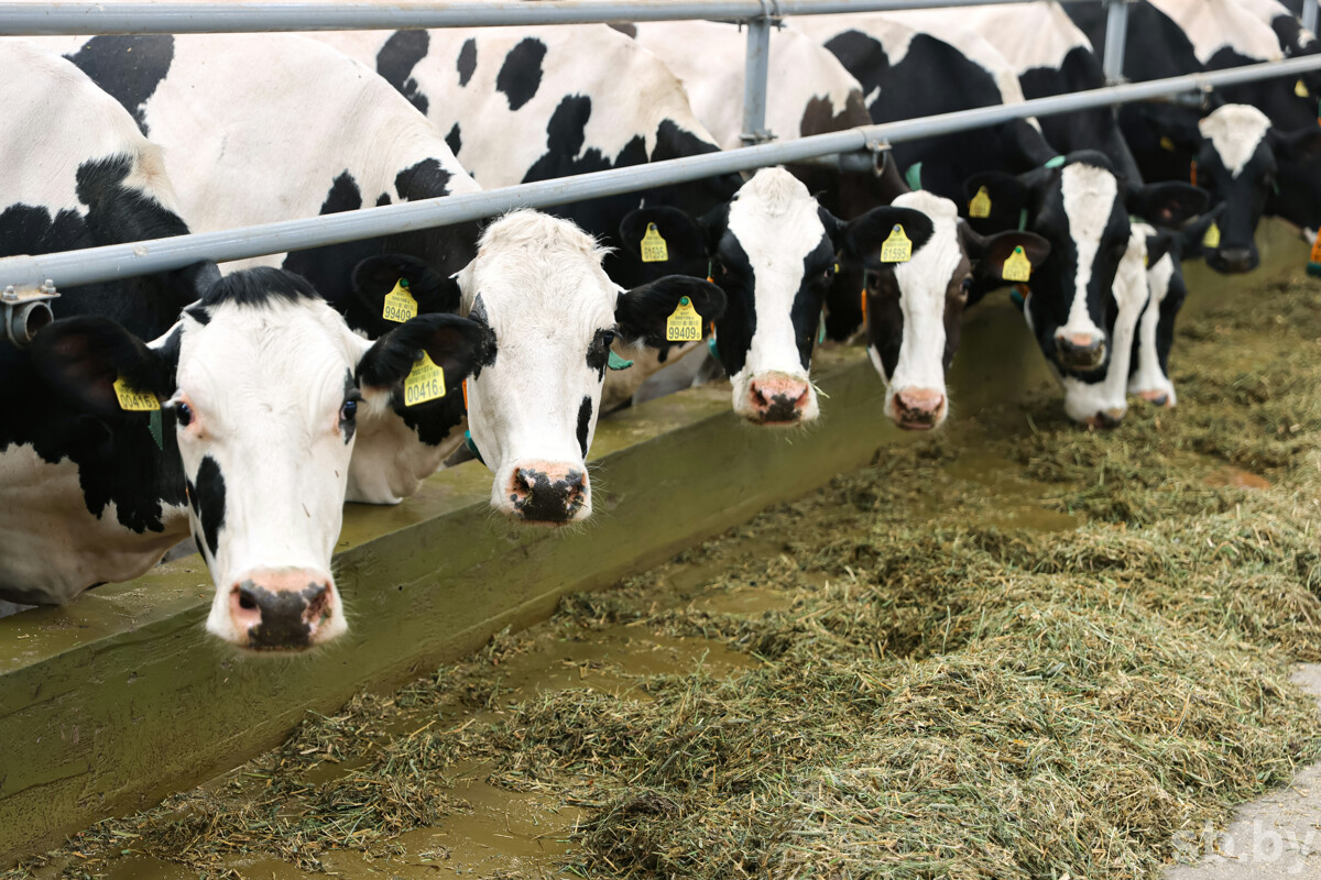 За десять лет валовое производство молока в Наровлянском районе увеличилось в три раза